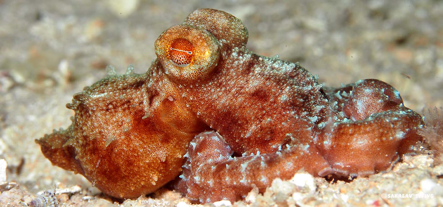 mollusques et crustaces en plongée de nuit à Nosy Be